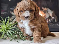 Kiwi, a male Cavapoo for sale in Boyden, IA – 4 of 10