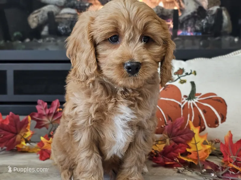Ranger – Cavapoo puppy for sale in Boyden, IA