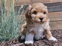 Raija, a female Havapoo for sale in Boyden, IA – 9 of 10