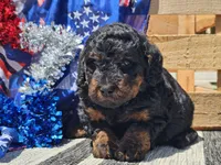 Kalla, a female Bernedoodle for sale in Boyden, IA – 10 of 10