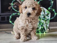 Otto, a male Bichpoo for sale in Boyden, IA – Photo 3 of 10