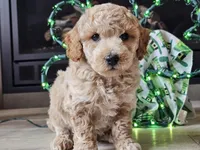 Otto, a male Bichpoo for sale in Boyden, IA – Photo 8 of 10