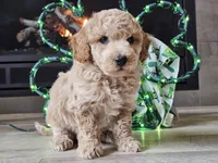 Otto, a male Bichpoo for sale in Boyden, IA – Photo 10 of 10