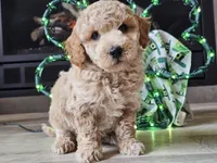 Otto, a male Bichpoo for sale in Boyden, IA – Photo 7 of 10