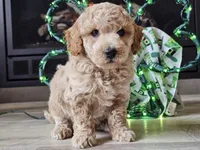 Otto, a male Bichpoo for sale in Boyden, IA – Photo 9 of 10