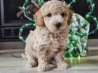 Otto, a male Bichpoo for sale in Boyden, IA – Photo 6 of 10