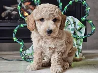 Otto, a male Bichpoo for sale in Boyden, IA – Photo 2 of 10