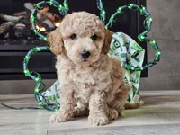 Otto, a male Bichpoo for sale in Boyden, IA – Photo 5 of 10