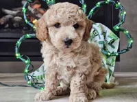 Otto, a male Bichpoo for sale in Boyden, IA – Photo 1 of 10