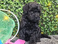 Franklin , a male Whoodle for sale in Boyden, IA – 10 of 10