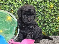 Franklin , a male Whoodle for sale in Boyden, IA – 3 of 10
