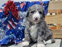 Katina, a male Bernedoodle for sale in Boyden, IA – 4 of 9