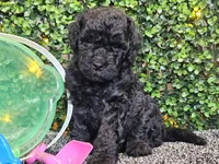 Franklin , a male Whoodle for sale in Boyden, IA – 2 of 10