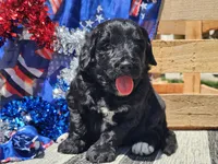 Kora, a female Bernedoodle for sale in Boyden, IA – 10 of 10