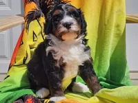 Seven, a male Miniature Bernedoodle for sale in Boyden, IA – 2 of 10