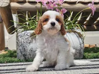 Tango, a male Cavapoo for sale in Boyden, IA – 7 of 10