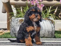Talia, a female Cavapoo for sale in Boyden, IA – 6 of 10