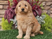Wilson, a male Goldendoodle for sale in Boyden, IA – 10 of 10