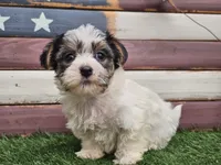 Kassia, a female Morkie for sale in Boyden, IA – 8 of 10