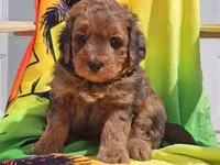 Sirius, a male Miniature Bernedoodle for sale in Boyden, IA – 9 of 10