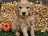 Slater, a male Goldendoodle for sale in Boyden, IA – 7 of 10