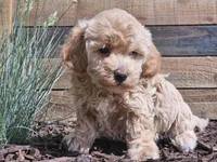 Raya, a female Havapoo for sale in Boyden, IA – 7 of 10