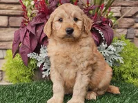 Wilson, a male Goldendoodle for sale in Boyden, IA – 5 of 10