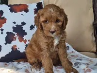 Joni, a female Miniature Goldendoodle for sale in Boyden, IA – 6 of 10