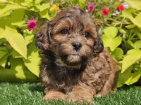 Nash, a male Shihpoo for sale in Boyden, IA – 7 of 10