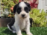 Gilbert , a male Cavapoo for sale in Boyden, IA – 9 of 10