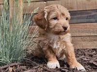 Rosa, a female Havapoo for sale in Boyden, IA – 4 of 10