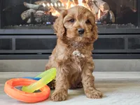 Maurice , a male Cavapoo for sale in Boyden, IA – 2 of 10