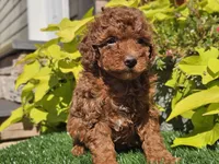 Prada, a female Poodle - Miniature  for sale in Boyden, IA – 9 of 10