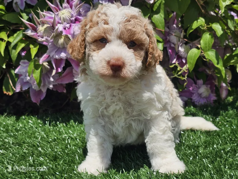 Simba – Havapoo puppy for sale in Boyden, IA