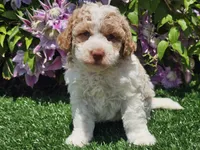 Simba, a male Havapoo for sale in Boyden, IA – 1 of 10