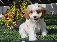 Greta, a female Cavapoo for sale in Boyden, IA – 8 of 10