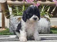 Turbo, a male Cavapoo for sale in Boyden, IA – 8 of 10