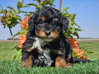 Juri, a male Miniature Aussiedoodle for sale in Boyden, IA – 3 of 10
