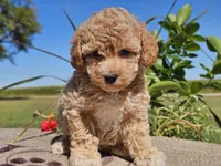 Imani , a male Havapoo for sale in Boyden, IA – 8 of 10