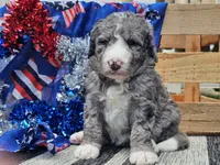 Katina, a male Bernedoodle for sale in Boyden, IA – 2 of 9
