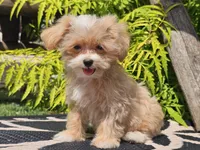 Lucky, a male Maltipoo for sale in Boyden, IA – 8 of 10