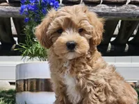 Piko, a male Maltipoo for sale in Boyden, IA – 7 of 10