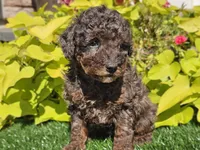 Pebbles, a male Poodle - Miniature  for sale in Boyden, IA – 6 of 10