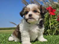 Emily, a female Shorkie for sale in Boyden, IA – 4 of 10