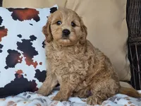 Jax, a male Miniature Goldendoodle for sale in Boyden, IA – 7 of 10