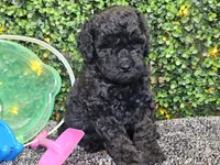Franklin , a male Whoodle for sale in Boyden, IA – 4 of 10