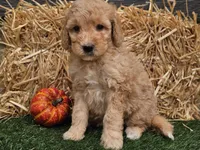 Shelby, a female Goldendoodle for sale in Boyden, IA – 5 of 10