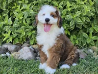 Sonic, a male Miniature Bernedoodle for sale in Boyden, IA – 6 of 10