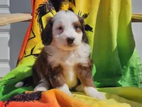 Sonic, a male Miniature Bernedoodle for sale in Boyden, IA – 4 of 10