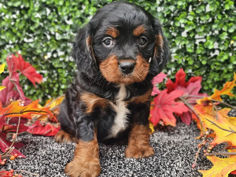 Teddy – Cavapoo puppy for sale in Boyden, IA